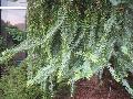 Brazilian Pine / Araucaria angustifolia